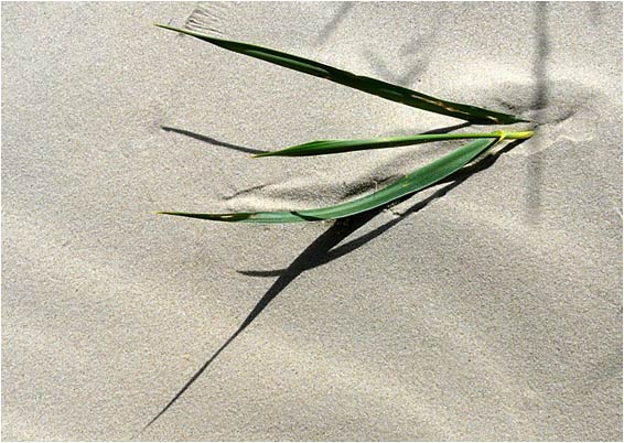 St. Peter-Ording 2009