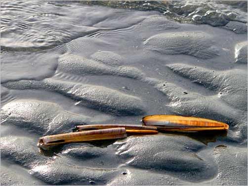 St. Peter-Ording 2005