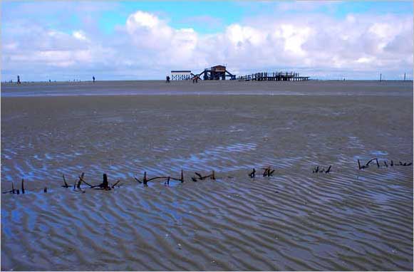 Sibermwe am Ordinger Strand 2004