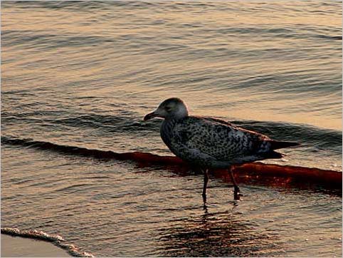 St. Peter-Ording 2005