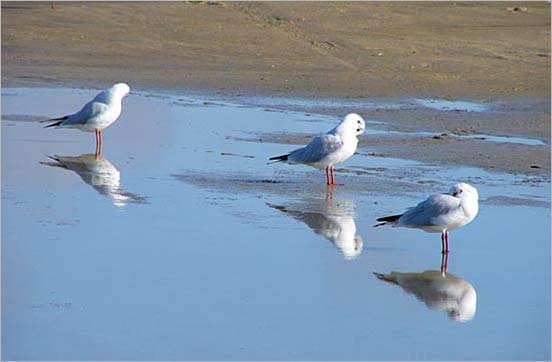 St. Peter-Ording, Ordinger Strand 2005